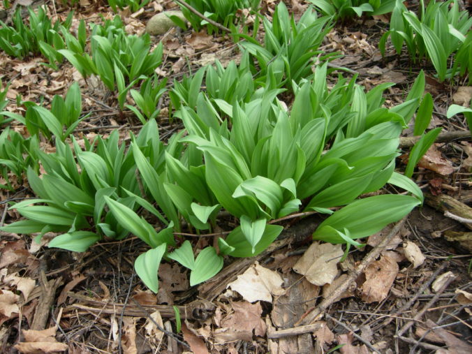 Large Clumps of Ramps